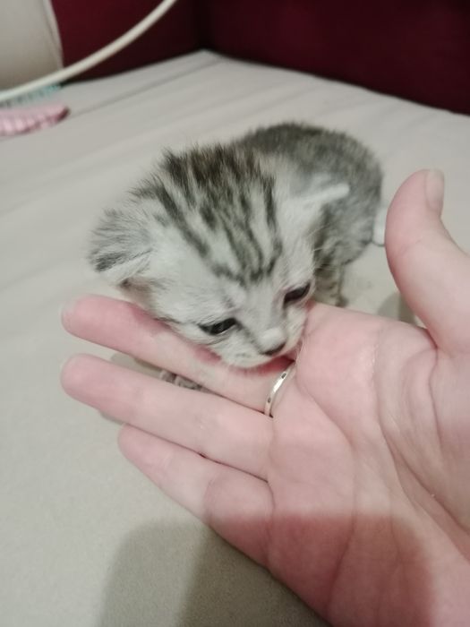 Котята шотландские