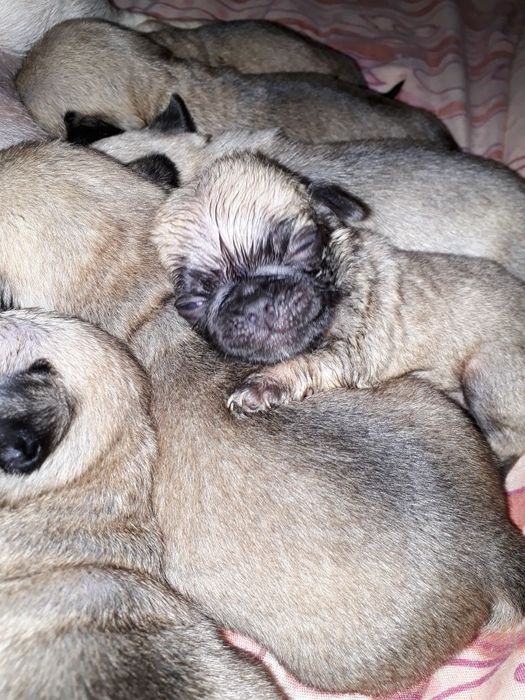 Продам очаровательных мопсят.