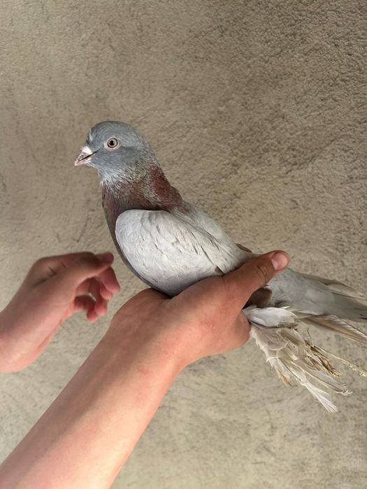 Голуб 6.000 голуби кептер