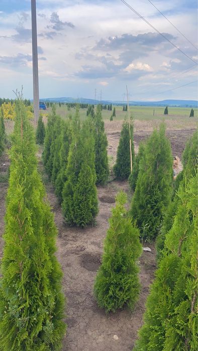 Туя  Смарагд,фастагиата,глобоза,даника, тими тим.