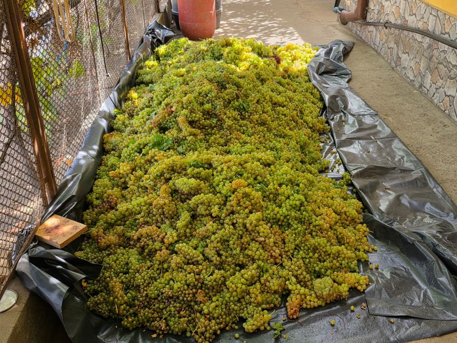 Strguri de vin.
