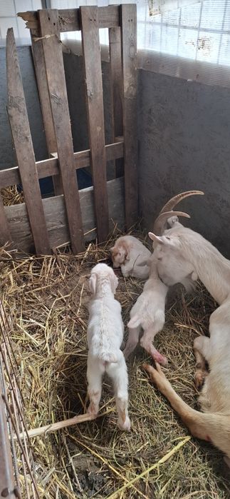 Iedute Sannen,alpine si metis