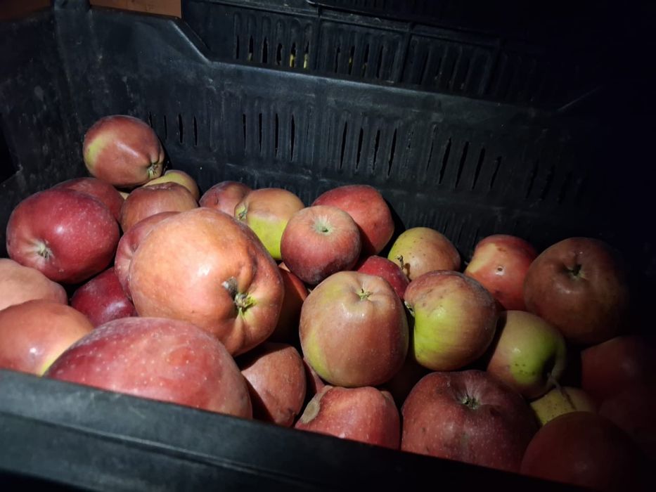 Яблоки второго сорта