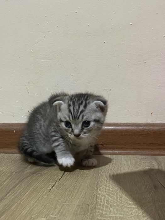 Котенок вислоухий мальчик