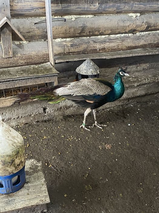 Vand pauni  Silvar pied. Alechin ochi alb umar negru