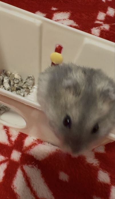donez pui/adolescent hamster