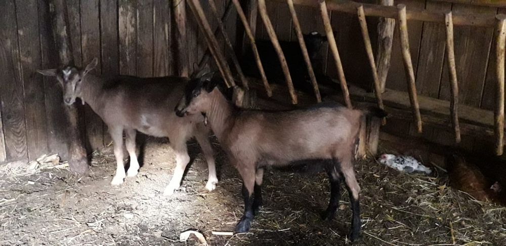 "Iezi Alpină Franceză – 2 iede și 1 țap, 4 luni, 550  lei/buc.”