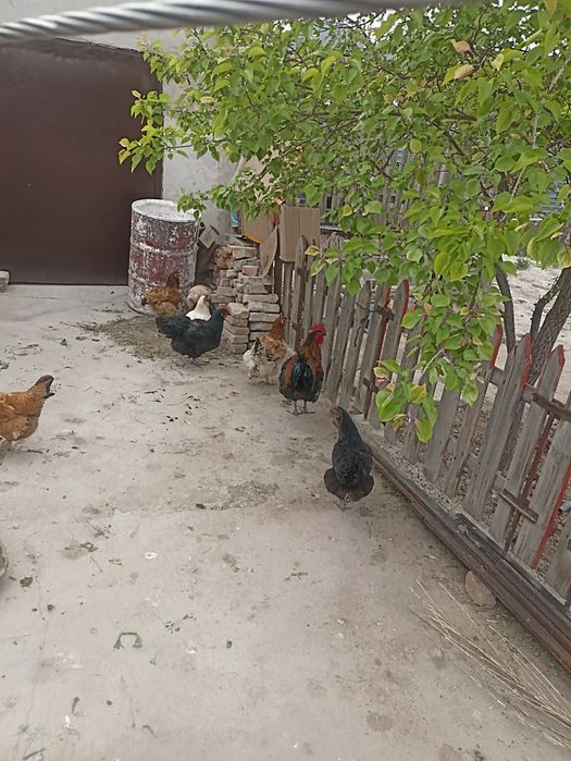 Тауык сатылады туркестан