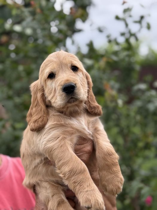 Pui de Cocker Spaniel- caută o căsuță iubitoare!