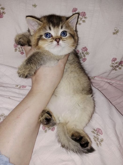 Девочка золотая Шиншила