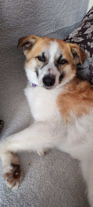 Красивый умный пёсик ищет дом