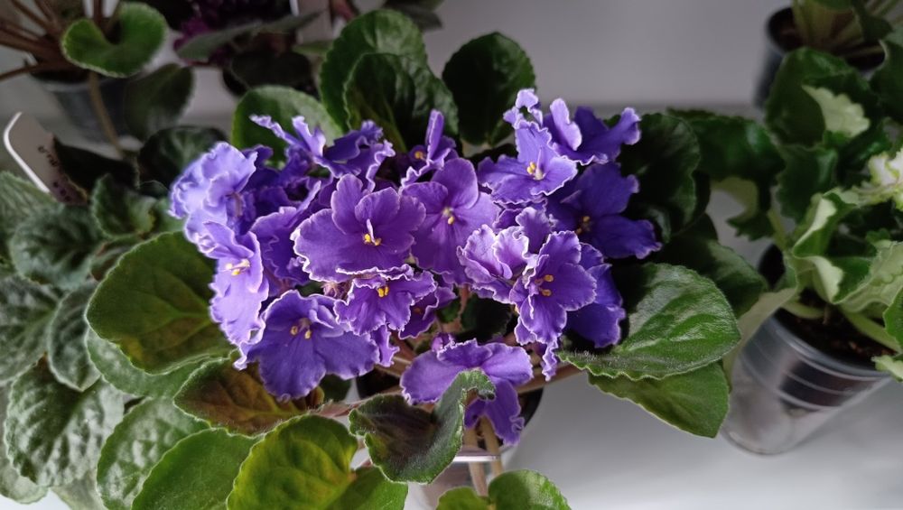 Продам фиалку 800