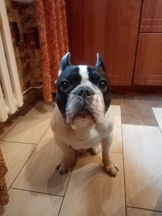 Французский бульдог. Вязка