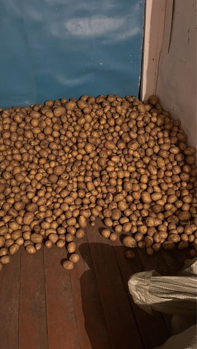 Продается картошка мешками