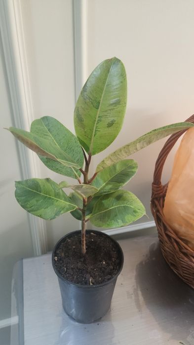 Комнаты цветы от 3500