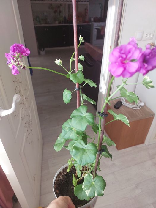 Продам комнатные цветы