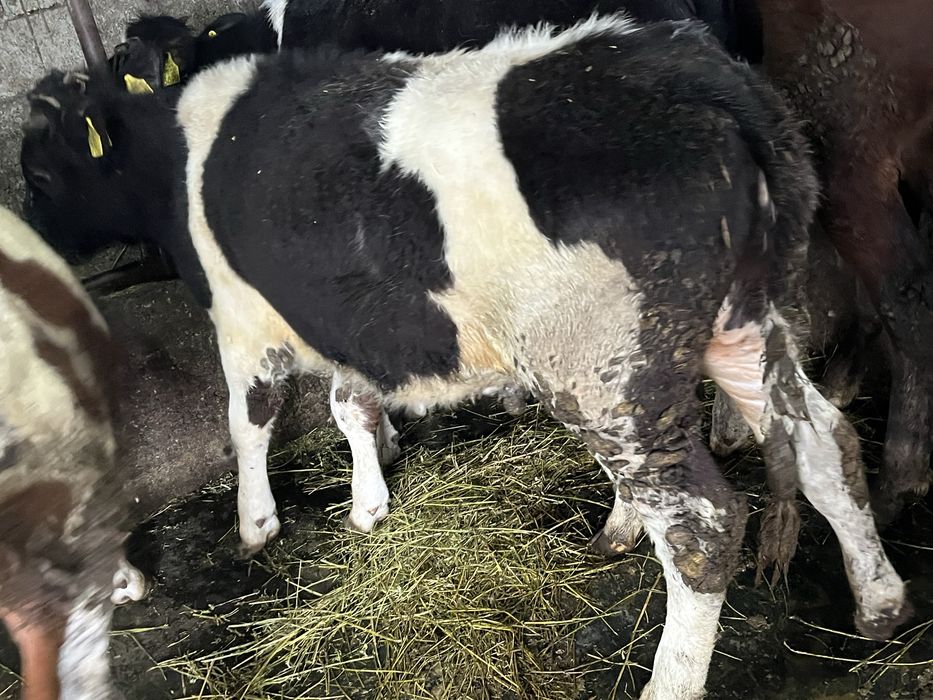 De vanzare 3 vitele de 9 luni