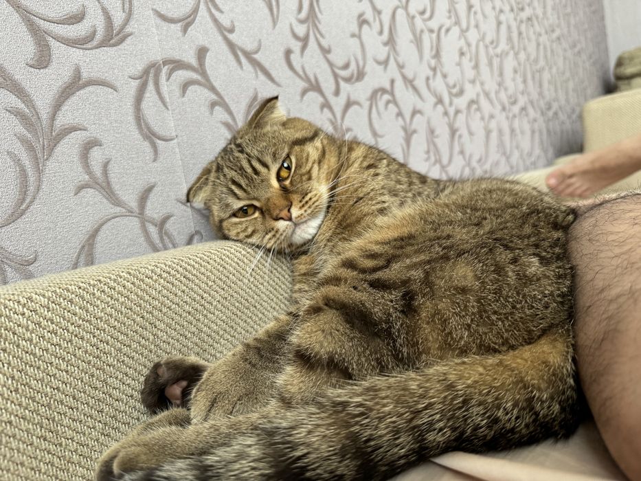Отдам кота в хорошие руки!