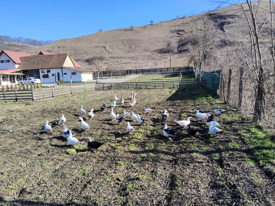 Vând rațe și rățoi