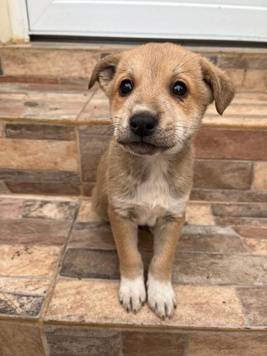 Donez cățeluși de talie mica