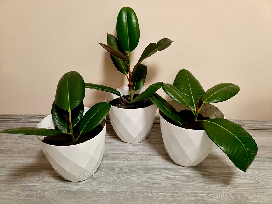 Puieți ficus clasic în pământ special de flori