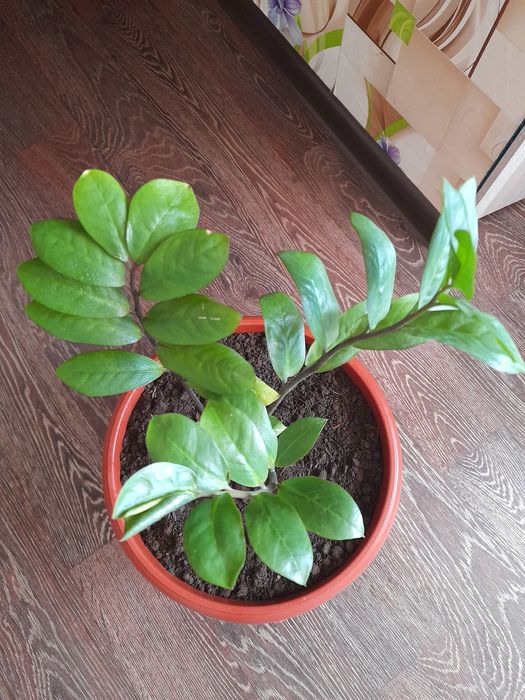 Продам цветок декоративный