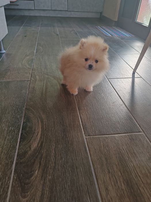 Померан  мъжко мъжко