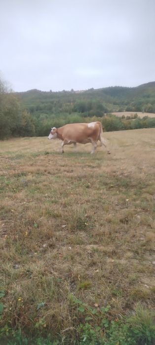 Vaca de vânzare (gestanta în 8 luni )