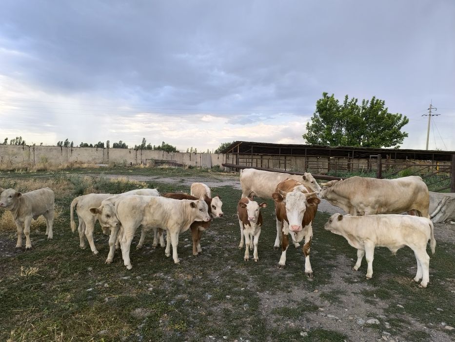 Продам подсос бычков и телочек