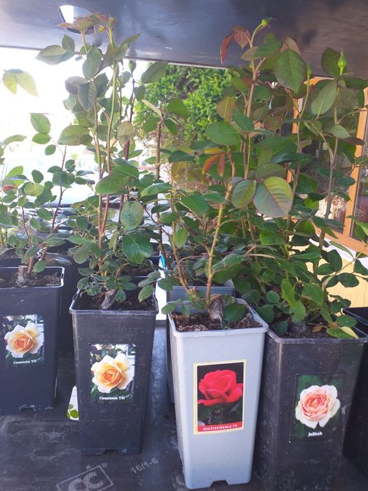 Vand trandafiri cataratori soi premiu