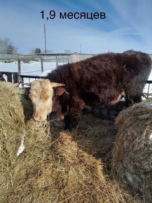 Продам Быков, поселок Кабанбай батыра
