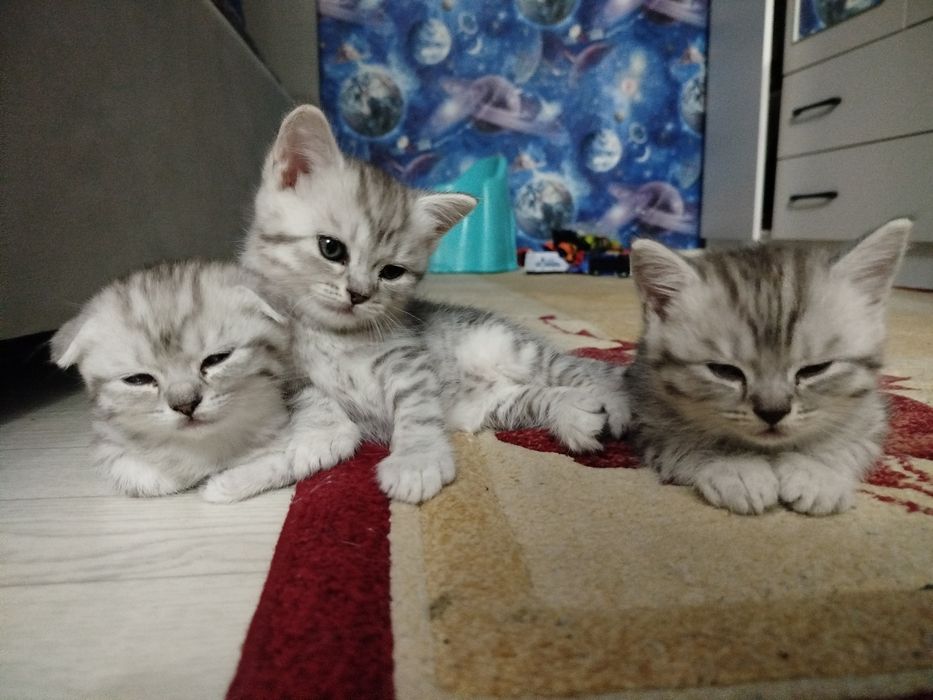 Котята Шотландские