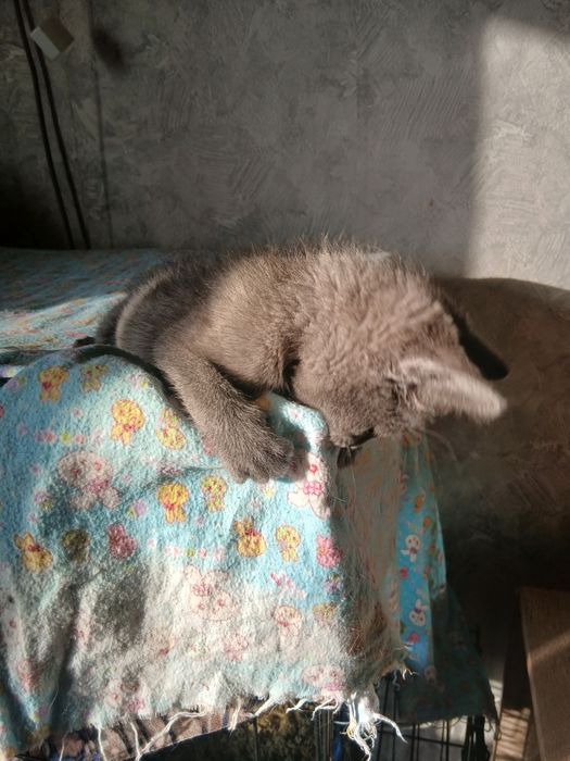 Веселый мальчуган дарю