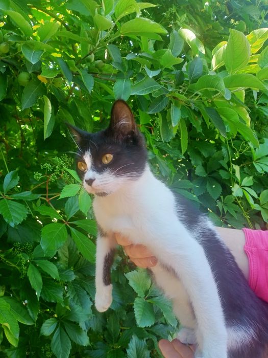 Котёнок в добрые руки