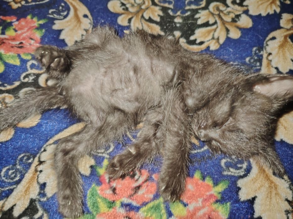 отдаю котиков в добрые руки