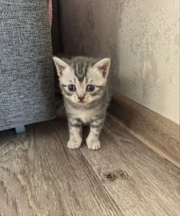 Британские котята, мальчики и девоки
