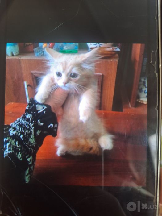Котята Манчкинны. Сфинкс браш бамбино.