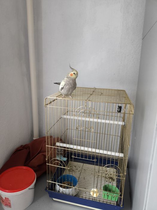 Попугай Корелла 2года