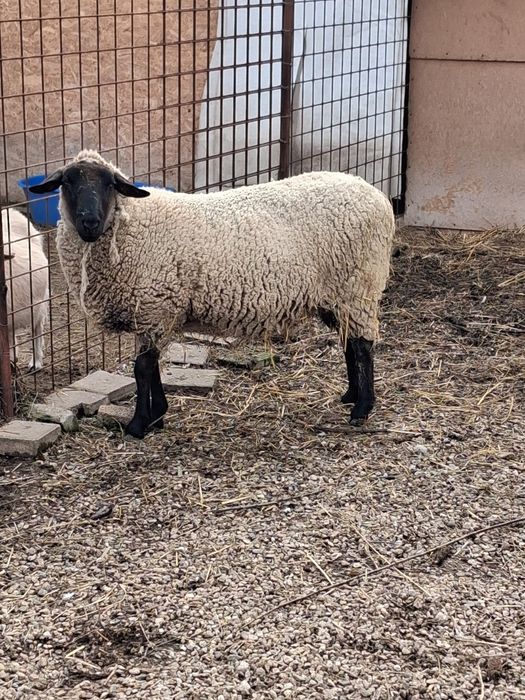 Oaie cap negru german tanara