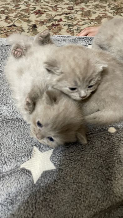 Продам котёнки британские