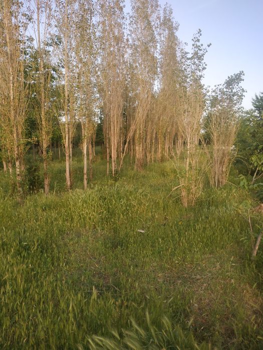 Жомбой тумани беш бола махаласида 17 сутих Ер  сотилад