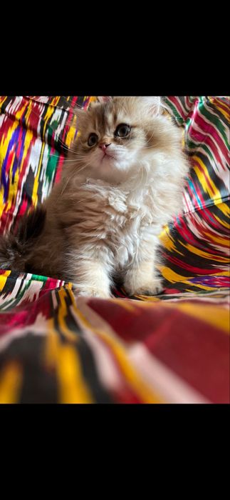 Продпются котята мал и дев