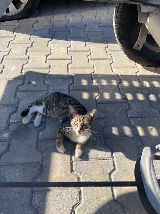 Котенца на около 4 месеца