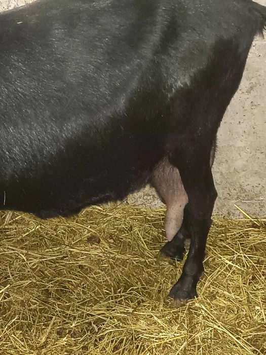 Iezi masculi de rasă anglonubian.