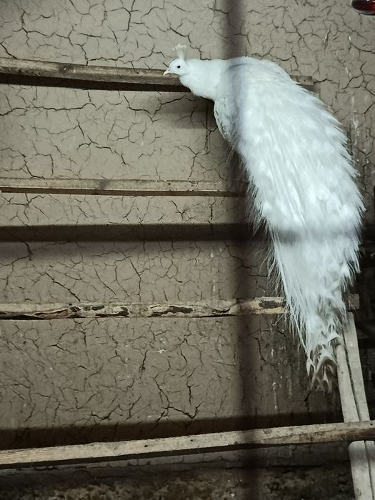 Белый Павлин самец