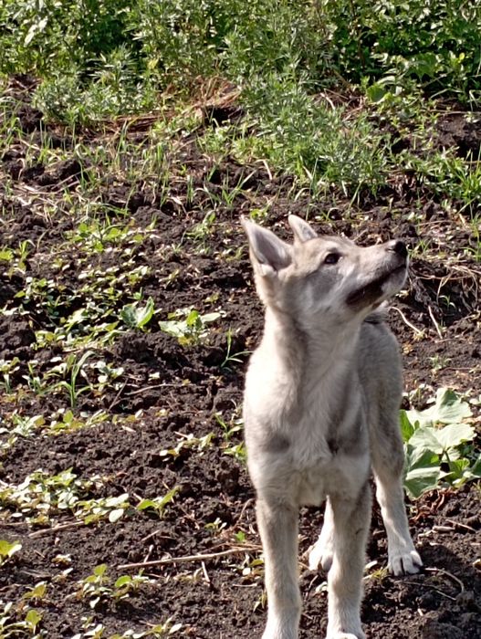 Продам щенков ЗСЛ!!!