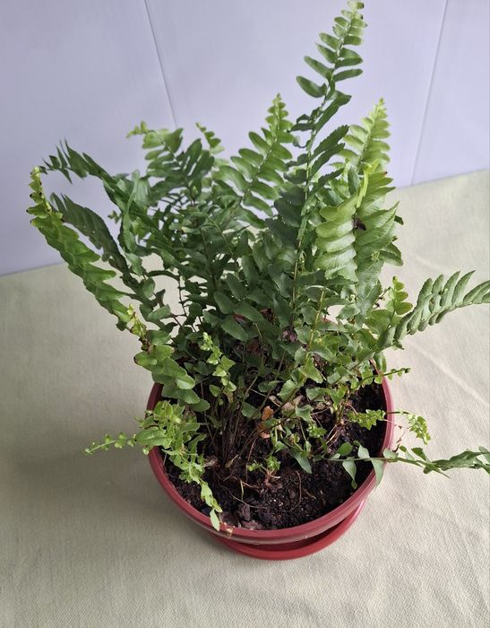 Продам свои комнатные растения