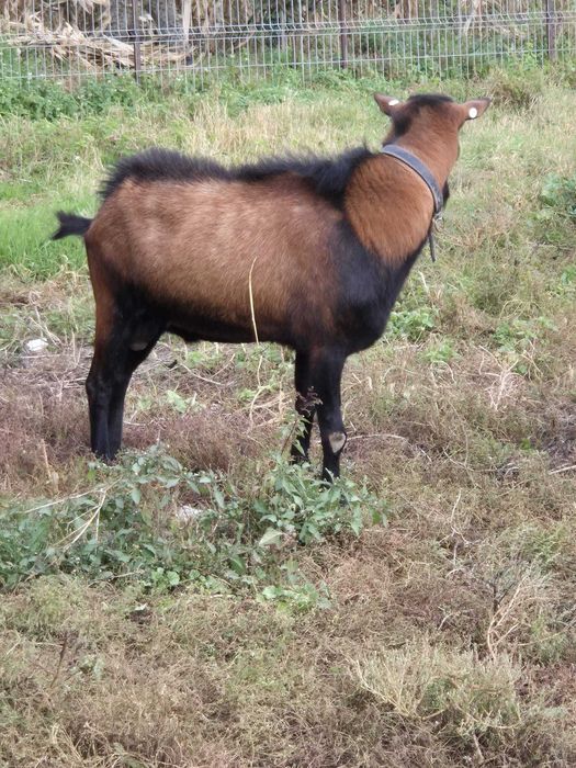 Capre Alpina Franceză – vând tot efectivul