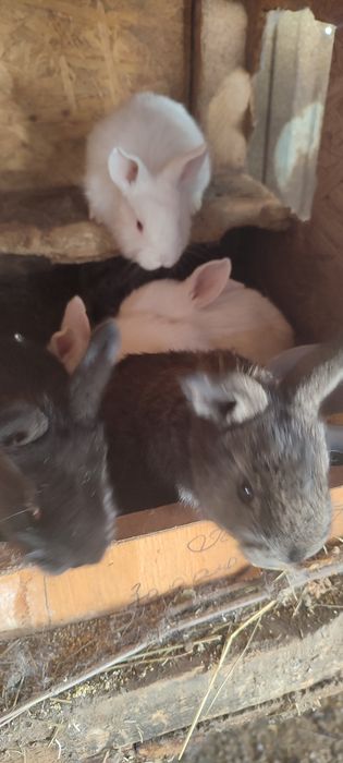 продам маленьких кроликов