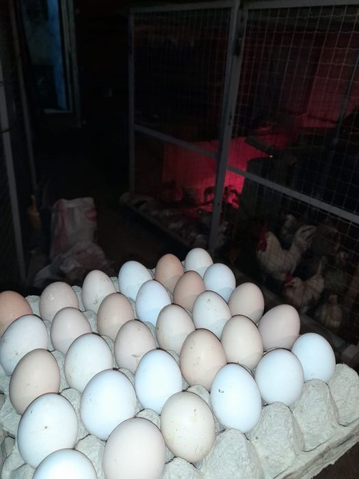 Яйца инкубационные